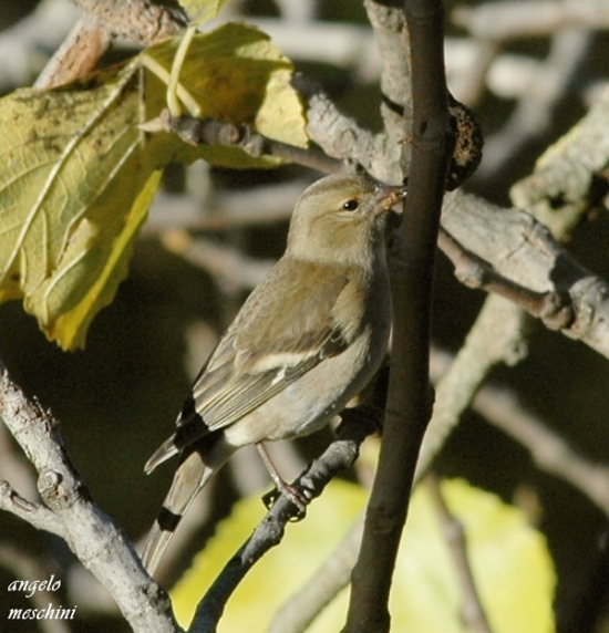 Fringuello Frinigilla coelebs
